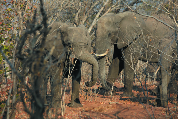 Elephants